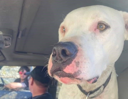 Chris Purcell, an Aranui local had owned Polar for six years. Photo / Supplied
