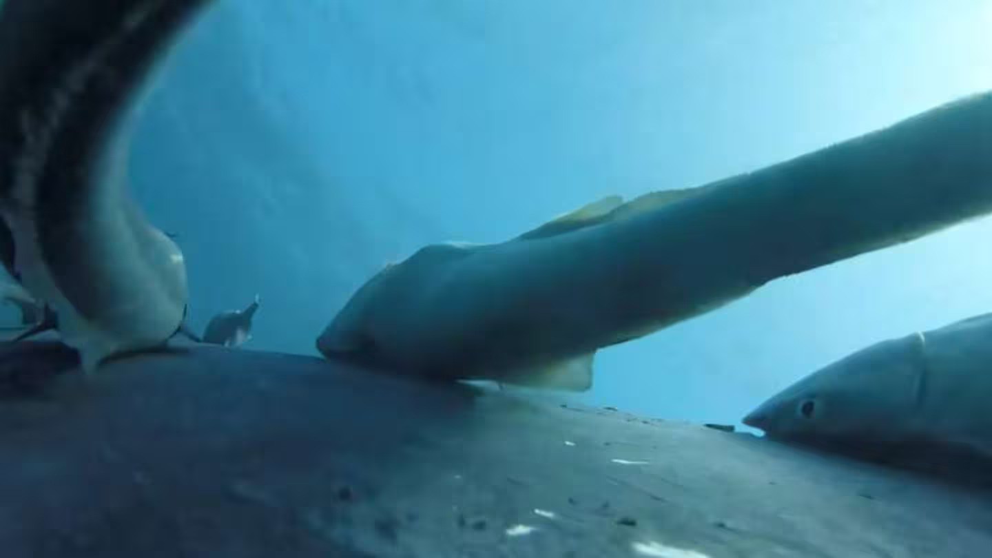 Remora, or sucker fish, attached to a humpback whale in video captured by Olaf Meynecke, a marine scientist at Griffith University, Australia. The fish hitchhike on whales, sharks and other big fish. Photo / Olaf Meynecke, Griffith University via YouTube video