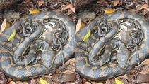 Kiwi snake catcher's eye-opening rescue of python and its 24 babies