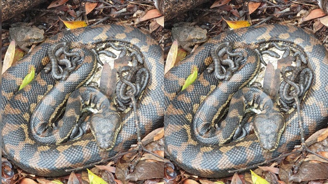 A Kiwi snake catcher has revealed how she had to move a mother python and her 24 babies from a property on the Sunshine Coast. Photo / Sunshine Coast Snake Catchers 24/7