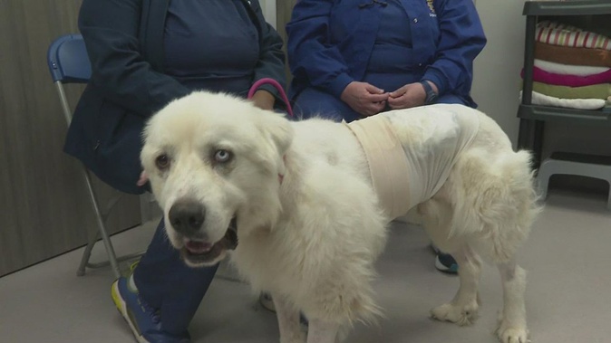 The dog has been recovering since the coyote attack. Photo / FOX 5 Atlanta