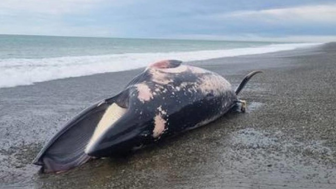A dead whale washed up on Hook Beach, near Waimate, South Canterbury. Photo / Liam Fletcher