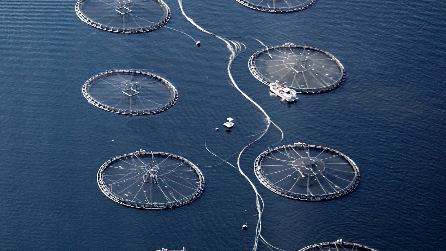 What NZ King Salmon's proposed Blue Endeavour fish farm would look like. Photo / Supplied