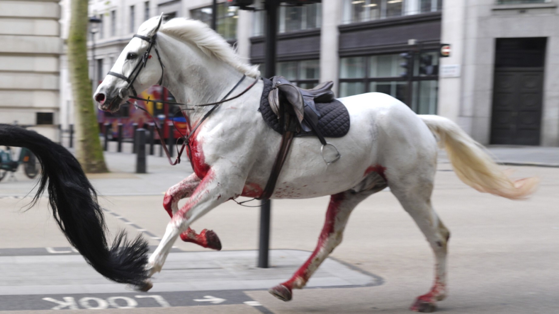 A white horse on the loose bolt through the streets of London near Aldwych, on Wednesday April 24, 2024. (Jordan Pettitt/PA via AP)