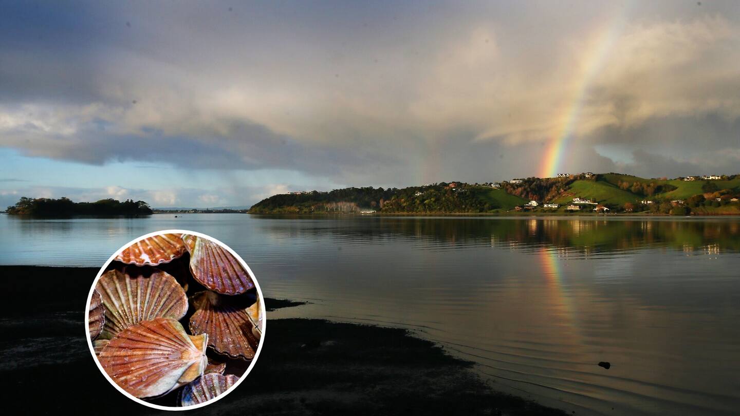 Suspected scallop poachers were foiled at Headland Farm Park (pictured) in Whangārei Heads.