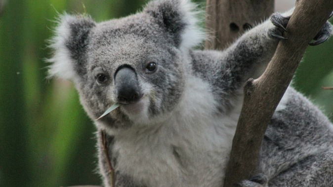 Australian regulators have approved a single-dose chlamydia vaccine for koalas. The disease is driving wild koalas to extinction. Photo / Danielle Zollickhofer