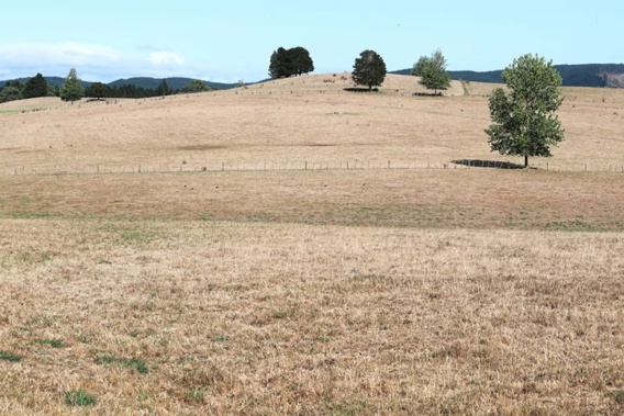 A drought has been declared in Northland for the eighth time in 20 years as the region dries out, with the Government declaring a medium-scale adverse event