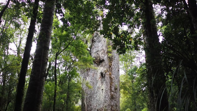 Inside the Waipoua Forest. Photo / NZME