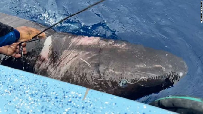 A Greenland shark was found in the western Caribbean for the first time ever. Photo / CNN