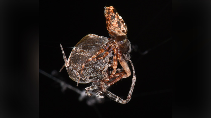 Philoponella prominens spiders take a page out of Indiana Jones' book and swing away while catapulting through the air after mating. (Photo / CNN)