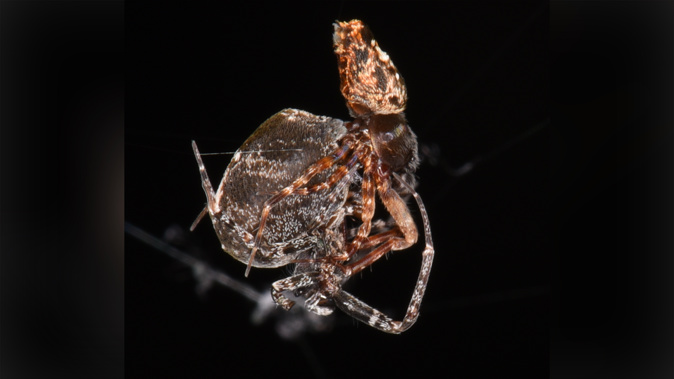 Philoponella prominens spiders take a page out of Indiana Jones' book and swing away while catapulting through the air after mating. (Photo / CNN)