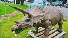 Sophie the triceratops has been returned to Dragonfly shop on Kerikeri Rd, but is now badly damaged.