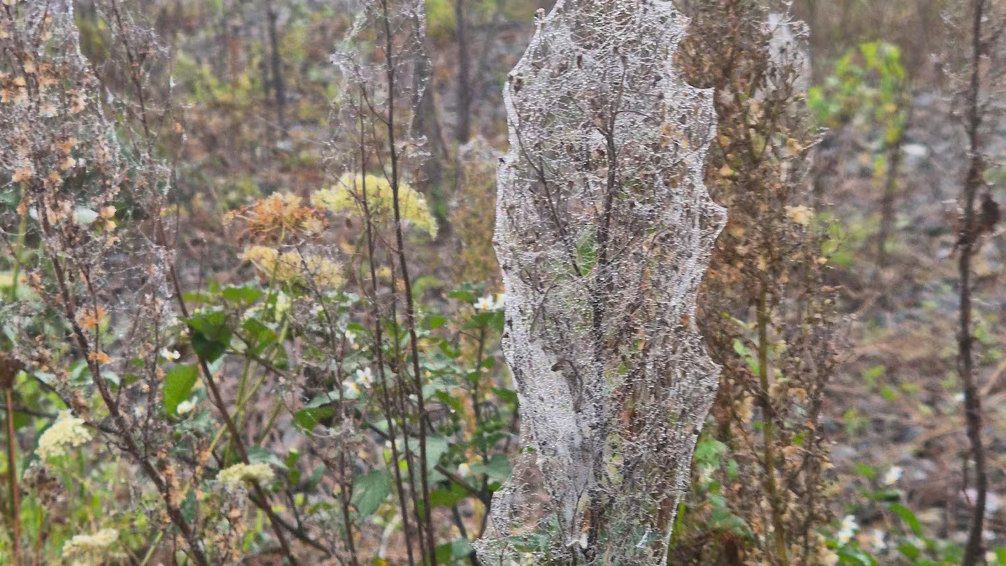 Waikato town blanketed in spider silk as thousands of spiders take flight