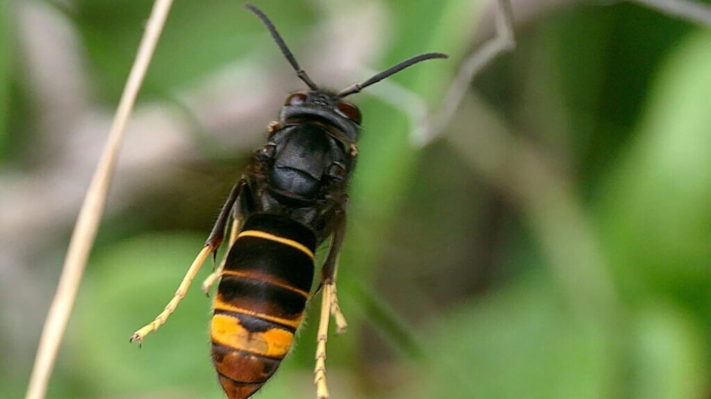 Yellow-legged hornet response ramps up ahead of pollination