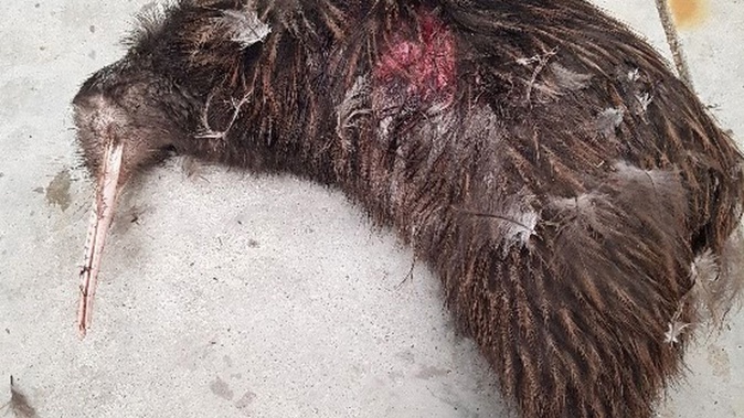 The kiwi is believed to have been killed by a dog. Photo / Supplied
