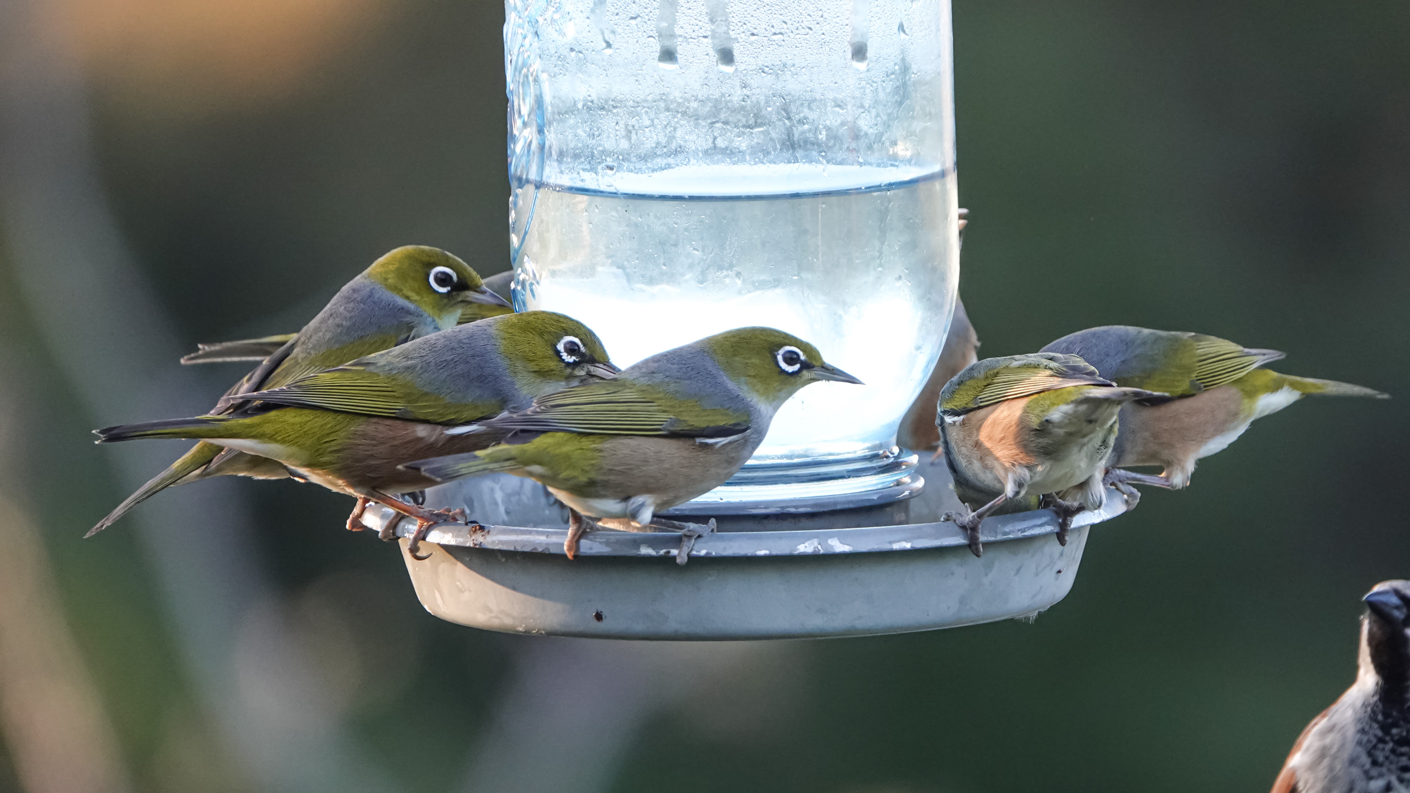 Ruud Kleinpaste: The dos and don'ts of feeding your local birds 