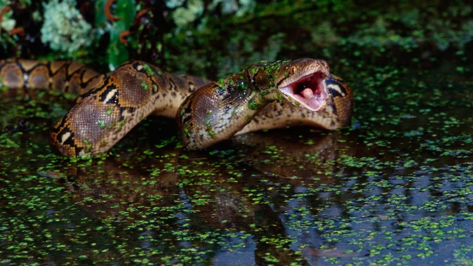 A reticulated python. Photo / File