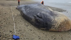 DoC senior ranger Rosalind Cole said the dead sperm whale washed ashore on Oreti Beach last weekend. Photo / Department of Conservation