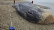 Whalebone theft from Southland beach upsets iwi