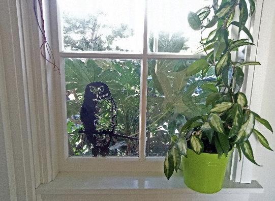 Hoya in the window. (Photo / Supplied)