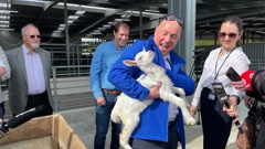 National Party leader Christopher Luxon visiting Oete Goat farm south of Auckland. Photo / Michael Neilson 
