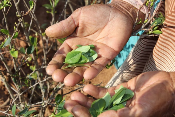 Harvesting the leaves of the coca plant. Photo / 123RF