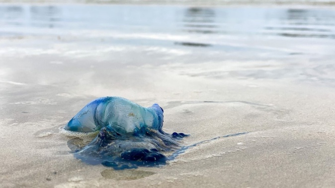 Bluebottle jellyfish show up more as sea temperatures get warmer. Photo / Francesca Jago