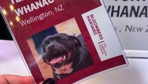 ‘Harvard loves Teddy’: Wellington mayor’s dog finds favour in New York