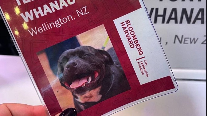 Wellington mayor Tory Whanau's dog Teddy has been made a special ID card by the Bloomberg Harvard City Leadership Initiative in New York. Photo / Tory Whanau