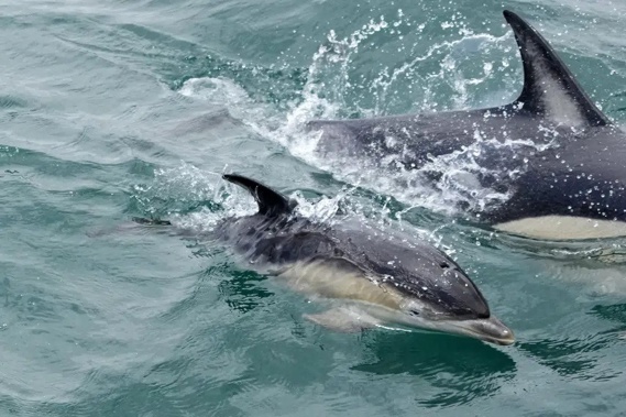 A dolphin calf swims near a boat at the mouth of the Tagus River in Lisbon, Friday, June 24, 2022. The 193 U.N. member nations have adopted the first-ever treaty to protect marine life in the high seas. The United Nations chief hailed the historic agreement saying it gives the ocean “a fighting chance.” (AP Photo/Armando Franca)