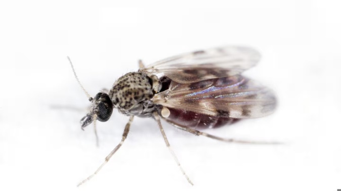 Biting midges spread Oropouche virus disease, which can cause sudden fever, severe headaches and chills. Photo / Sinclair Stammers, Science Source