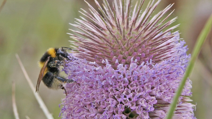 Bombus Ruderatus on Teasel. Photo / Ruud Kleinpaste 