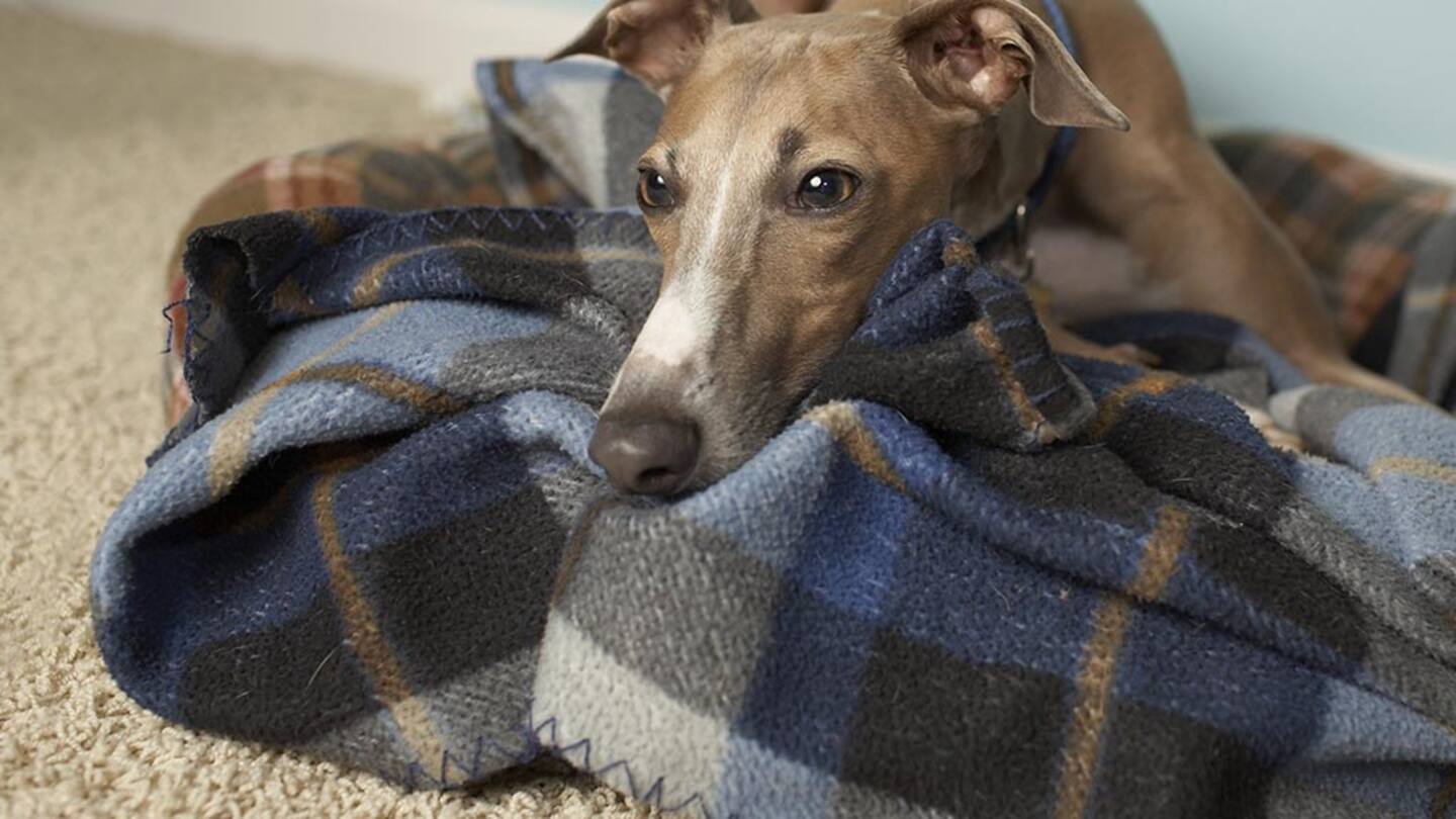 This is a shot of Milo, our italian greyhound, in our living room.