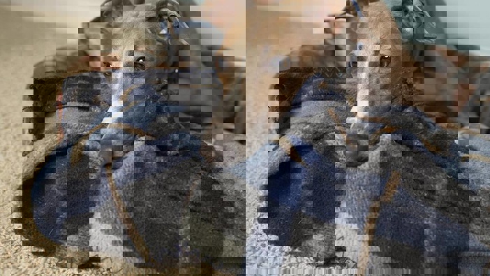 This is a shot of Milo, our italian greyhound, in our living room.