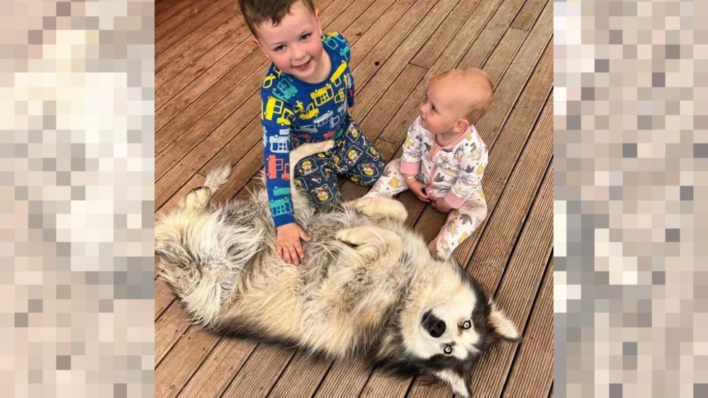 Invercargill man John Brady's children Abel, 4, and Nova, 1, were delighted to be reunited with one of their beloved pets, husky Skylar. Photo / Supplied