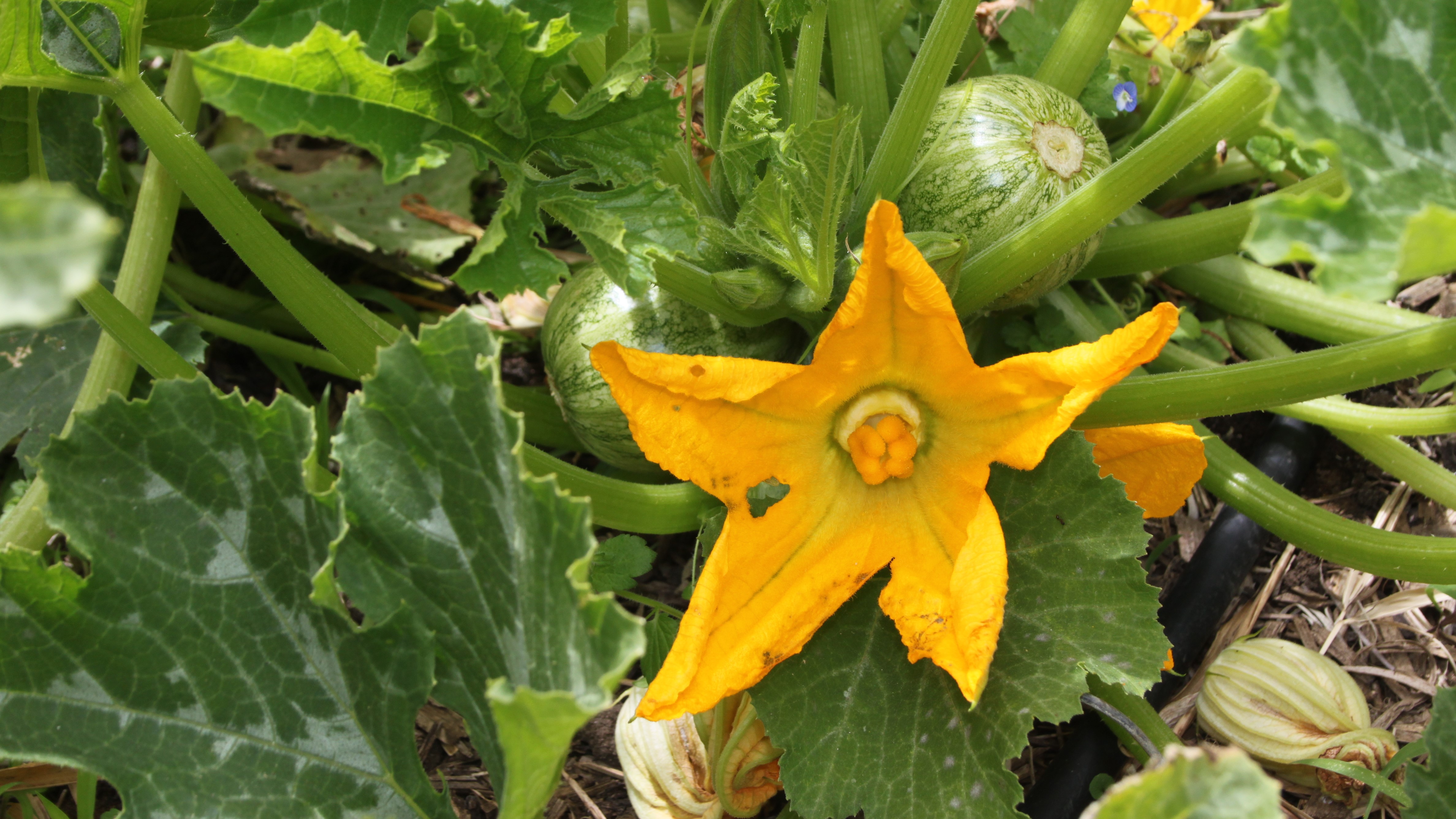 Melon Flowers. Photo / Supplied