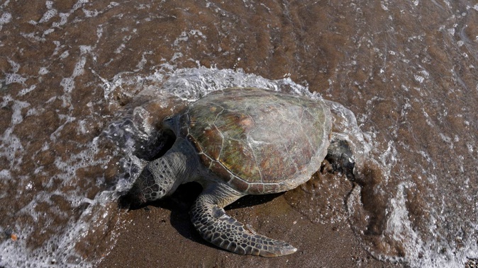 A dead green sea turtle washes up on the beach in the Khor Kalba Conservation Reserve, in the city of Kalba, on the east coast of the United Arab Emirates. Photo / AP