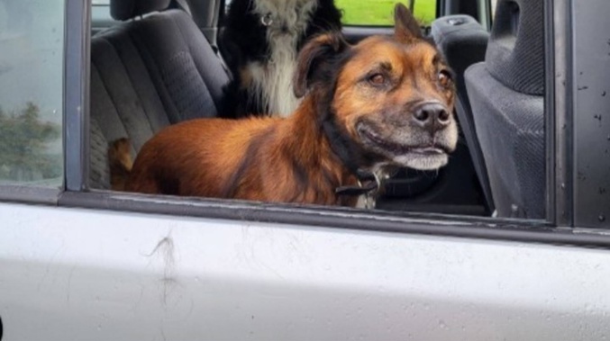 Jo Sturgeon raced outside to find her dog, Scotty, lying on the ground suffering a seizure and covered in blood. Photo / Supplied