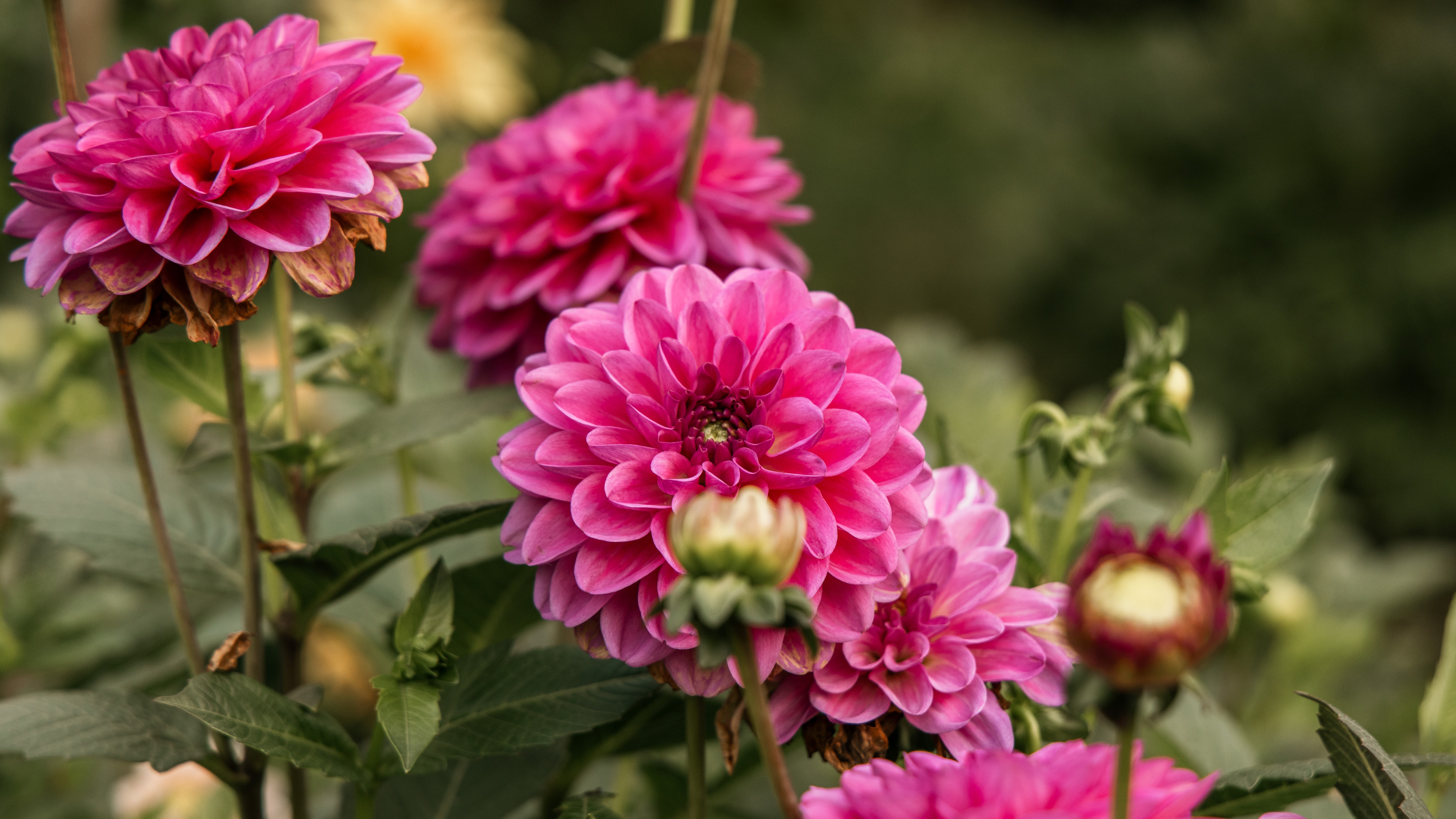 Ruud Kleinpaste: Getting into Dahlias