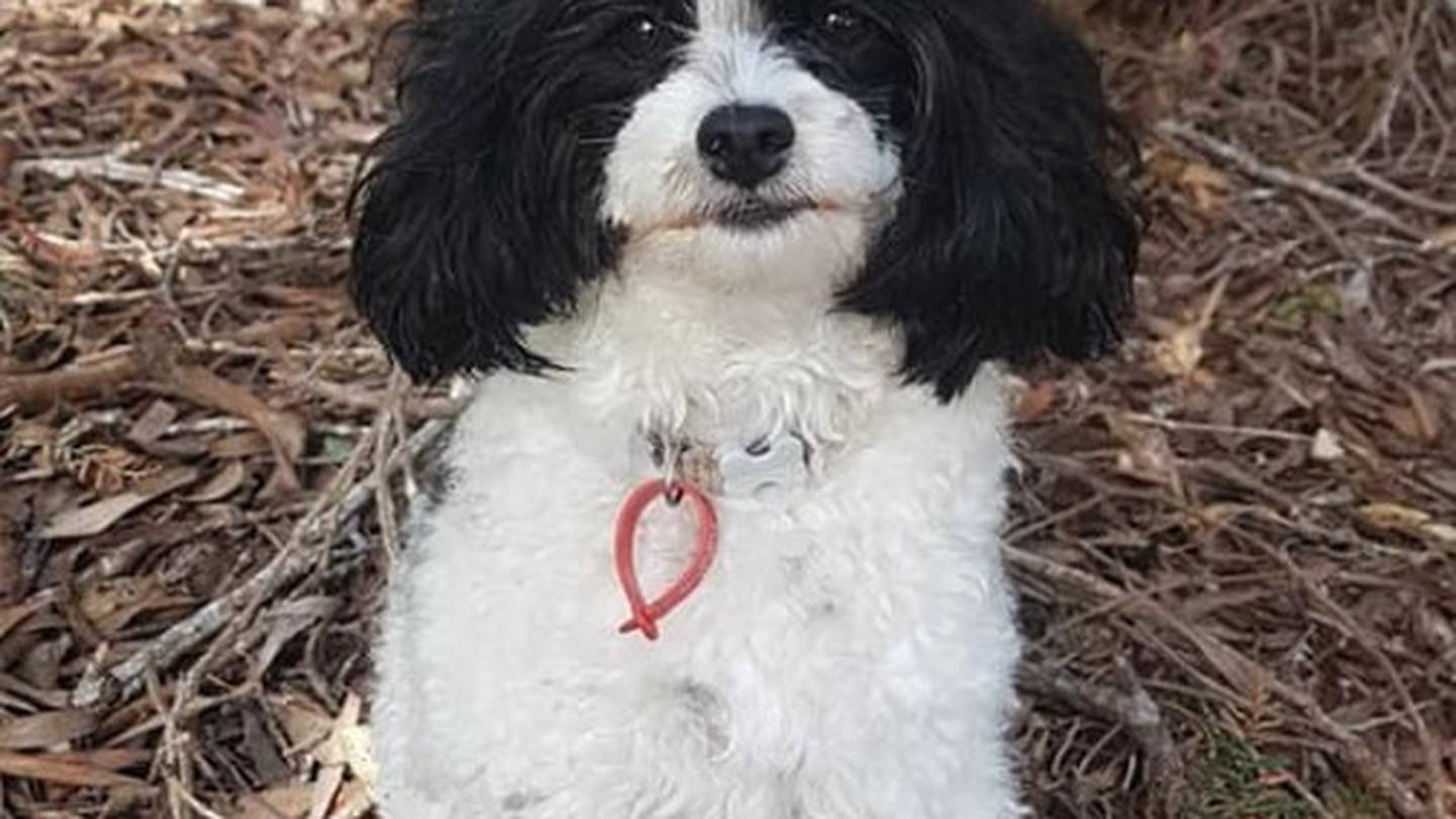 Pet dog Lilly was run over early on New Year's Day after being scared by fireworks. Photo / Supplied