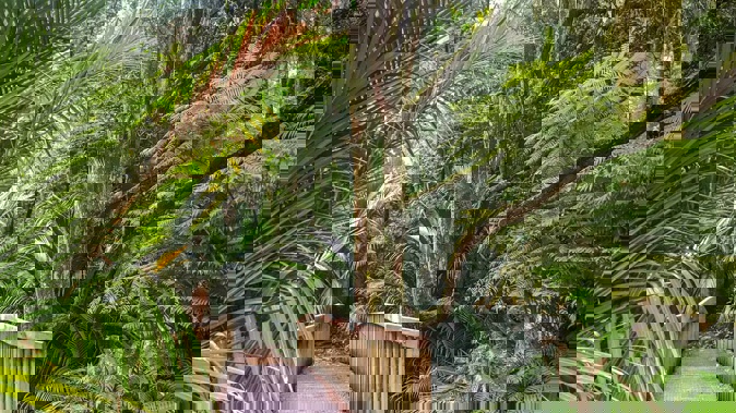 The Puhinui Stream Forest Trail is in the Auckland Botanic Gardens. Photo / Outdoor Kid