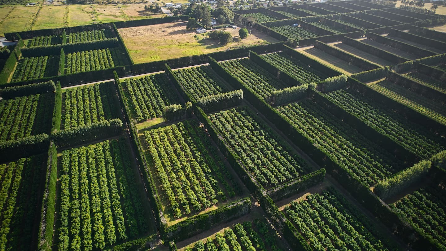 The Mormon Church’s US investment arm has bought a Bay of Plenty kiwifruit orchard to fund global church work. Stock photo / Getty Images