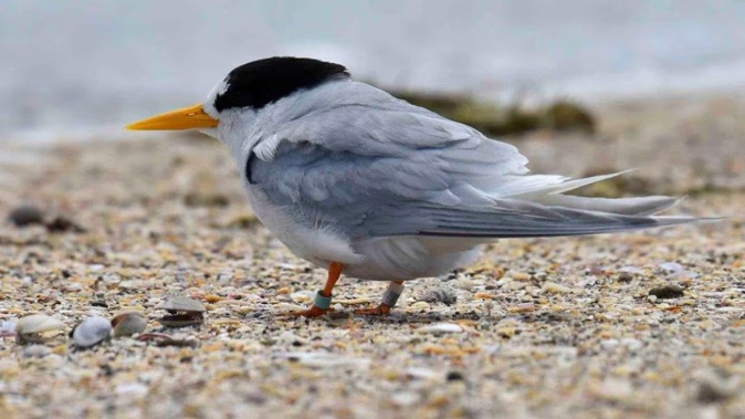 The New Zealand fairy tern is considered the country's rarest breeding bird - and is found only in the Auckland region.