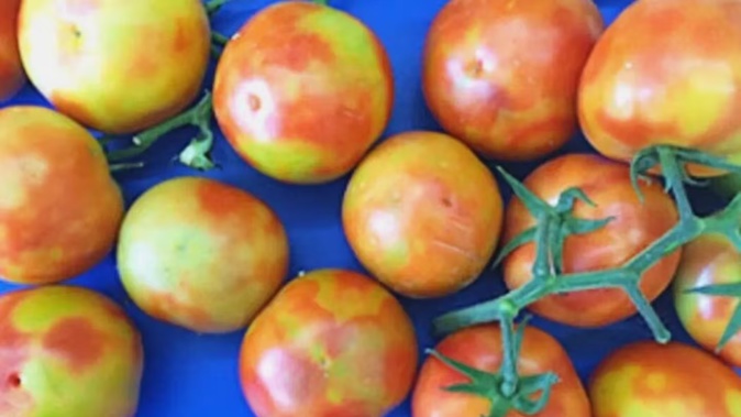 The tomato brown rugose fruit virus. Photo / Tomatoes New Zealand