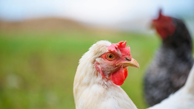 The Ministry for Primary Industries says the H7N6 strain is thought to have infected the Otago farm - after laying hens foraging outside the shed were exposed to a low pathogenic virus from wild waterfowl. Photo / 123rf