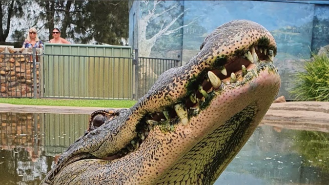 A man has been accused of stealing a chicken and feeding it to the alligators at Oakland Wildlife Sanctuary. Photo / @oakvalewildlifepark