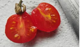 D:\My Docs\Radio\Jack Tame Saturdays\pics\Gardeners Delight SeedJT 20250319133614.jpg