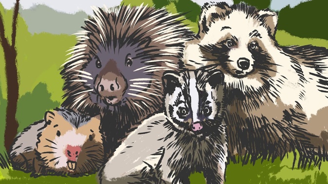 Was it the raccoon dog? The palm civet? The hoary bamboo rat? Scientists have narrowed a shortlist of animals most likely to have spread Covid-19 to humans