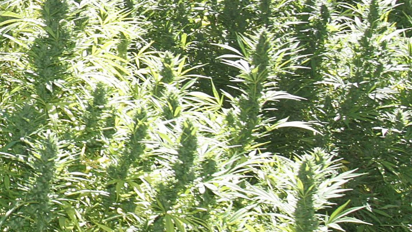 The "very low-level operation" was created partly to sustain Sage Tree’s personal cannabis use, Dunedin District Court was told. (Photo / Bevan Conley)