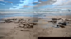 A large amount of artificial reef has washed up on Mount Maunganui Beach. Photo / Mead Norton